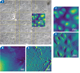 AFM Nano 3.jpg